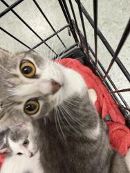Shelter Stray Female Cat last seen , 14409 Vanowen St, Van Nuys, CA 91405, USA