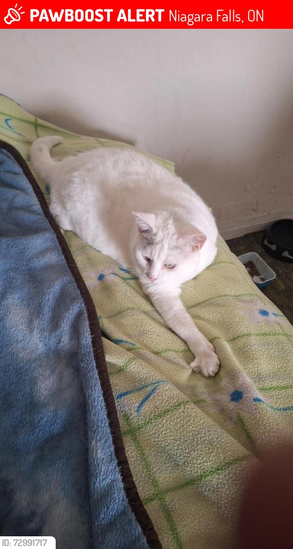 Lost Female Cat last seen Wendy's Lundys Lane , Niagara Falls, Niagara Falls, ON 14303