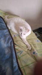 Lost Female Cat last seen Wendy's Lundys Lane , Niagara Falls, Niagara Falls, ON 14303