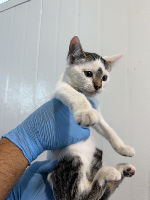 Shelter Stray Female Cat last seen , 333 Chandler Pl, San Bernardino, CA 92408, USA