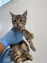 Shelter Stray Female Cat last seen , 333 Chandler Pl, San Bernardino, CA 92408, USA