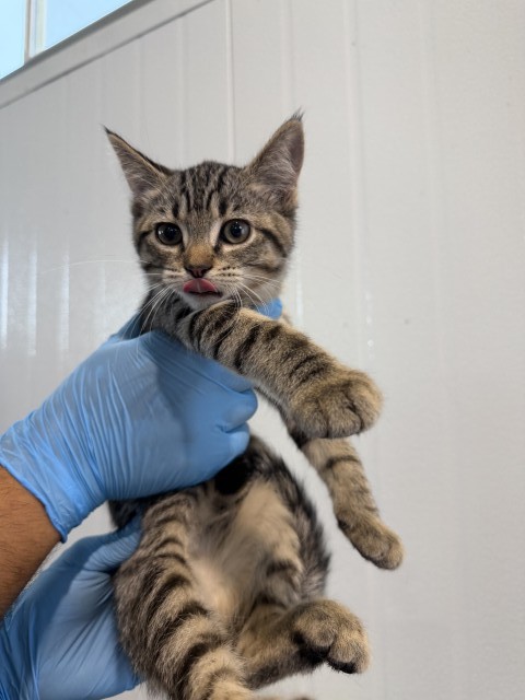 Shelter Stray Female Cat last seen , 333 Chandler Pl, San Bernardino, CA 92408, USA
