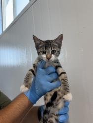 Shelter Stray Female Cat last seen , 333 Chandler Pl, San Bernardino, CA 92408, USA