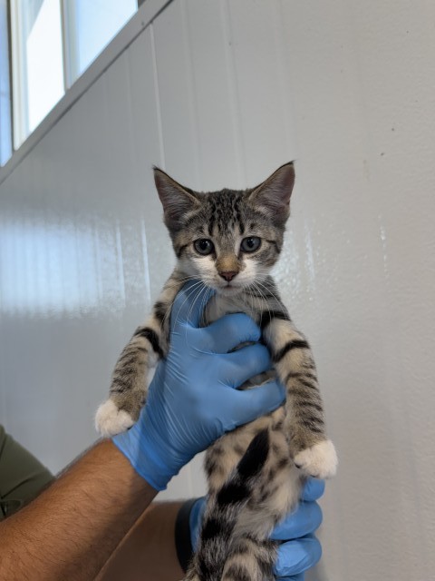 Shelter Stray Female Cat last seen , 333 Chandler Pl, San Bernardino, CA 92408, USA