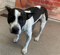 Shelter Stray Male Dog last seen W MILL ST X S K ST, 333 Chandler Pl, San Bernardino, CA 92408, USA