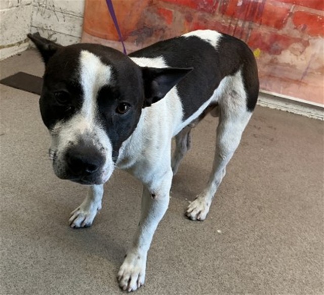 Shelter Stray Male Dog last seen W MILL ST X S K ST, 333 Chandler Pl, San Bernardino, CA 92408, USA