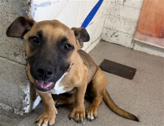 Shelter Stray Female Dog last seen Near BLOCK FAIRVIEW, 333 Chandler Pl, San Bernardino, CA 92408, USA