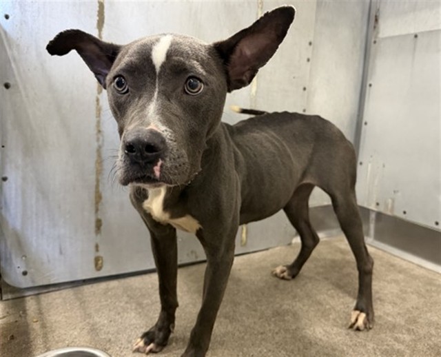 Shelter Stray Female Dog last seen MOUNTIAN VIEW AVE, 333 Chandler Pl, San Bernardino, CA 92408, USA