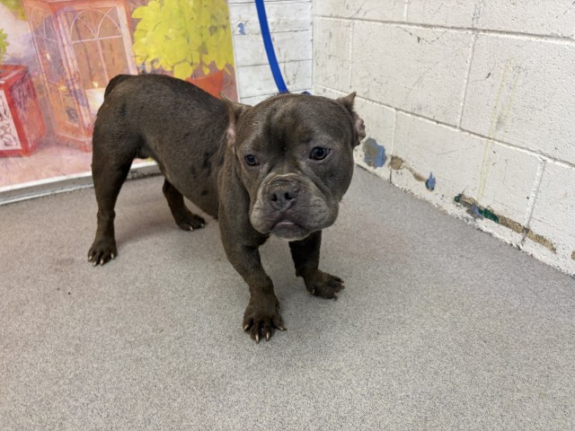 Shelter Stray Male Dog last seen WATERMAN AND 40TH, 333 Chandler Pl, San Bernardino, CA 92408, USA