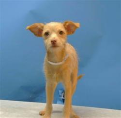 Shelter Stray Female Dog last seen , 216 W Victoria St, Gardena, CA 90248, USA