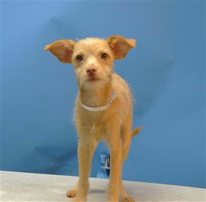 Shelter Stray Female Dog last seen , 216 W Victoria St, Gardena, CA 90248, USA