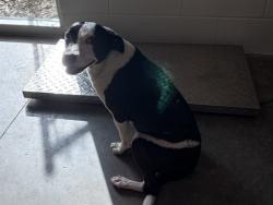 Shelter Stray Female Dog last seen INEZ ST DELAND, 12280 County Rd 448, Tavares, FL 32778, USA