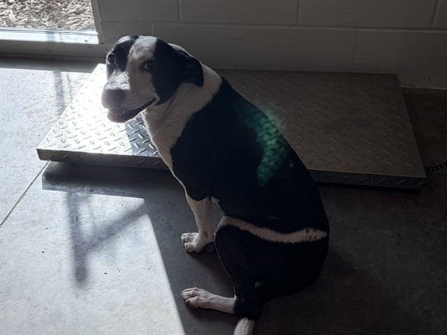 Shelter Stray Female Dog last seen INEZ ST DELAND, 12280 County Rd 448, Tavares, FL 32778, USA