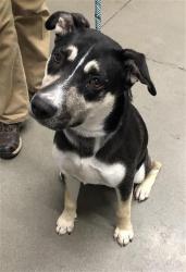 Shelter Stray Female Dog last seen Near BLOCK VAN NESS AVE, FRESNO CA 93721 1700, 5277 E Airways Blvd, Fresno, CA 93727, USA