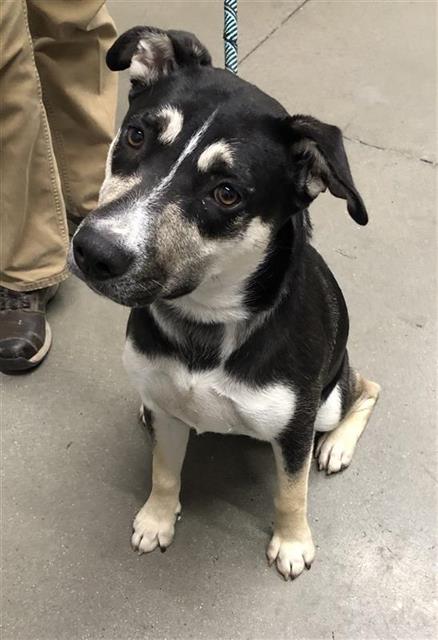 Shelter Stray Female Dog last seen Near BLOCK VAN NESS AVE, FRESNO CA 93721 1700, 5277 E Airways Blvd, Fresno, CA 93727, USA
