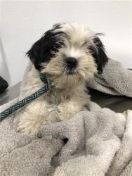 Shelter Stray Female Dog last seen Near BLOCK E MICHIGAN AVE, FRESNO CA 93703 1006, 5277 E Airways Blvd, Fresno, CA 93727, USA