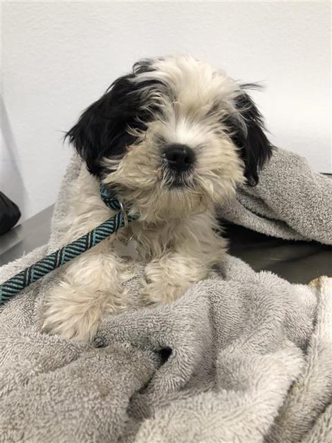 Shelter Stray Female Dog last seen Near BLOCK E MICHIGAN AVE, FRESNO CA 93703 1006, 5277 E Airways Blvd, Fresno, CA 93727, USA