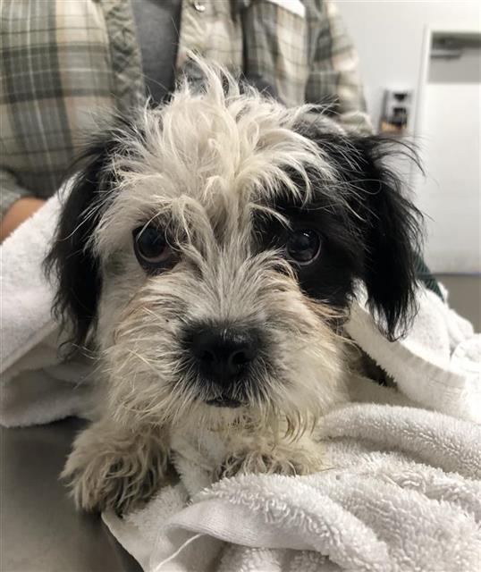 Shelter Stray Female Dog last seen Near BLOCK E MICHIGAN AVE, FRESNO CA 93703 1006, 5277 E Airways Blvd, Fresno, CA 93727, USA
