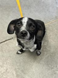 Shelter Stray Female Dog last seen Near BLOCK S MAPLE AVE, FRESNO CA 93725, 5277 E Airways Blvd, Fresno, CA 93727, USA