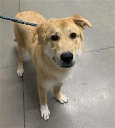 Shelter Stray Female Dog last seen Near BLOCK E FOX GLEN AVE, FRESNO CA 93730 4757, 5277 E Airways Blvd, Fresno, CA 93727, USA