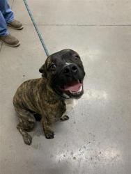 Shelter Stray Male Dog last seen Near BLOCK E BULLARD AVE, FRESNO CA 93710 5527, 5277 E Airways Blvd, Fresno, CA 93727, USA