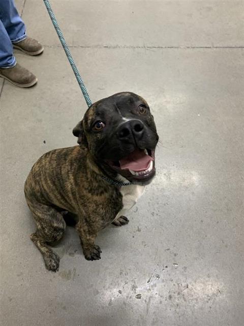 Shelter Stray Male Dog last seen Near BLOCK E BULLARD AVE, FRESNO CA 93710 5527, 5277 E Airways Blvd, Fresno, CA 93727, USA
