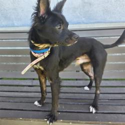 Shelter Stray Male Dog last seen Near BLK E ADAMS ST, LONG BEACH, CA 90805, 7700 E Spring St, Long Beach, CA 90815, USA