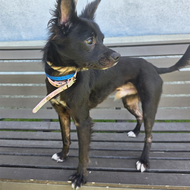 Shelter Stray Male Dog last seen Near BLK E ADAMS ST, LONG BEACH, CA 90805, 7700 E Spring St, Long Beach, CA 90815, USA