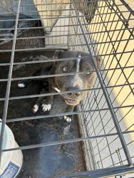 Shelter Stray Male Dog last seen , 4000 N Silverbell Rd, Tucson, AZ 85745, USA