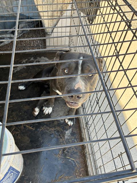 Shelter Stray Male Dog last seen , 4000 N Silverbell Rd, Tucson, AZ 85745, USA