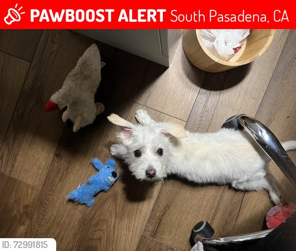 Lost Male Cat last seen Meridian/maple , South Pasadena, CA 91030