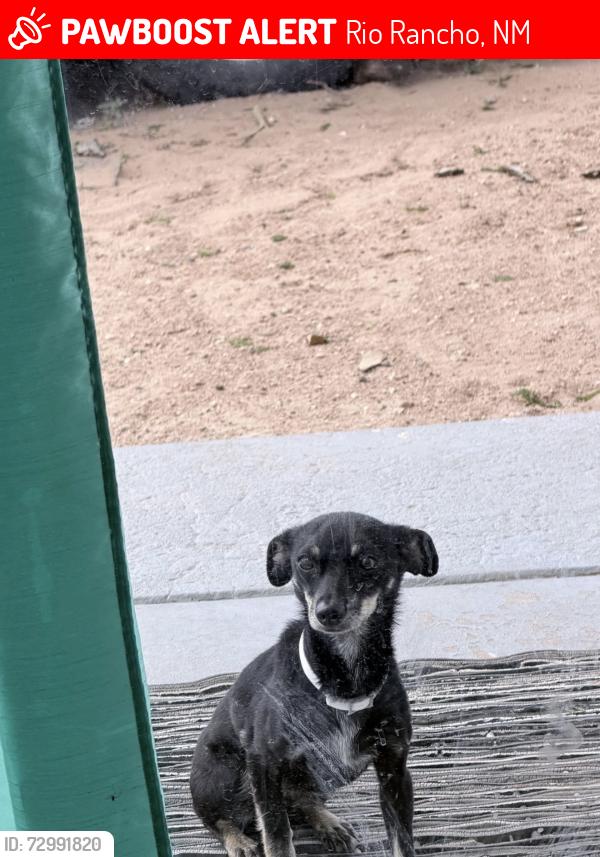 Lost Male Dog last seen 39th st and southern, Rio Rancho, NM 87124