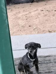 Lost Male Dog last seen 39th st and southern, Rio Rancho, NM 87124