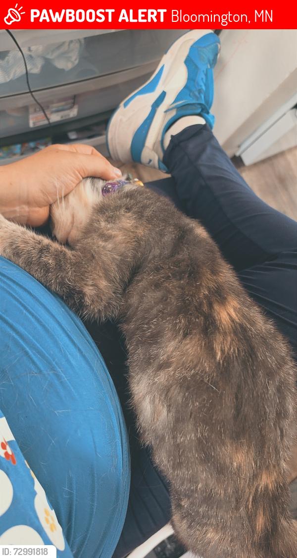 Lost Female Cat last seen Home, Bloomington, MN 55425
