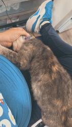 Lost Female Cat last seen Home, Bloomington, MN 55425