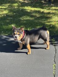 Lost Female Dog last seen 9 mile , Oak Park, MI 48237