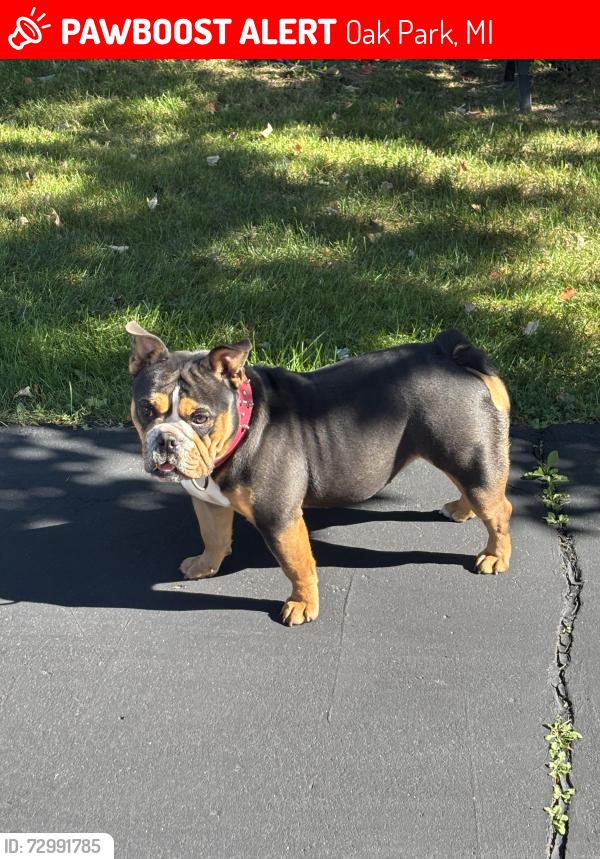 Lost Female Dog last seen 9 mile , Oak Park, MI 48237
