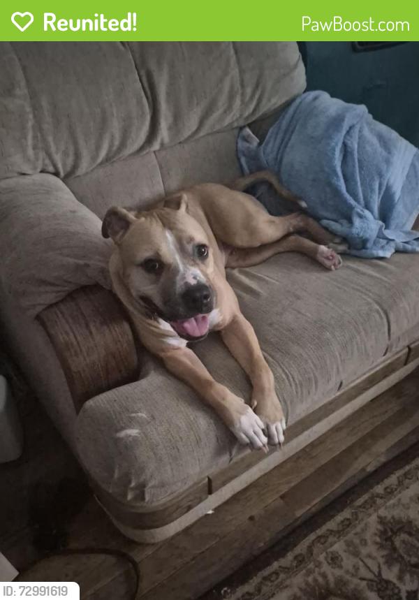 Reunited Female Dog last seen Near N Edgebrook Dr, Peoria, IL 61614, USA, Peoria, IL 61614