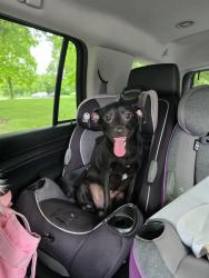 Found/Stray Female Dog last seen Marquette and albany, Chicago, IL 60629
