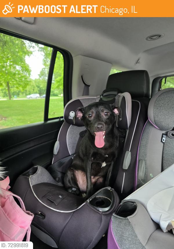 Found/Stray Female Dog last seen Marquette and albany, Chicago, IL 60629
