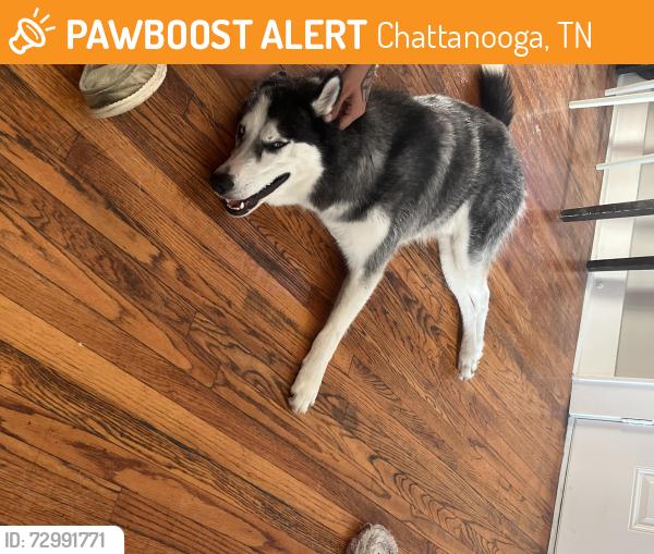 Found/Stray Male Dog last seen Around Gilespie road and tunnel blvd, Chattanooga, TN 37411
