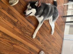Found/Stray Male Dog last seen Around Gilespie road and tunnel blvd, Chattanooga, TN 37411