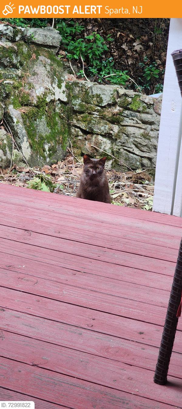 Found/Stray Unknown Cat last seen Near lake mohawk, Sparta, NJ 07871