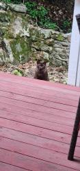 Found/Stray Unknown Cat last seen Near lake mohawk, Sparta, NJ 07871