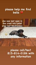 Reunited Female Dog last seen Nearby Theodore Park in Crest Hill , Crest Hill, IL 60403