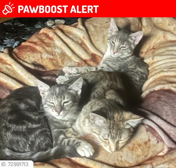 Lost Female Cat last seen Cornville road and Emmord, Lake Montezuma, AZ 86335