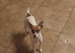 Lost Female Dog last seen Tricities animal shelter , Pasco, WA 99301