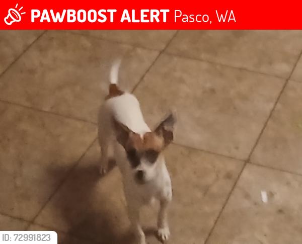 Lost Female Dog last seen Tricities animal shelter , Pasco, WA 99301