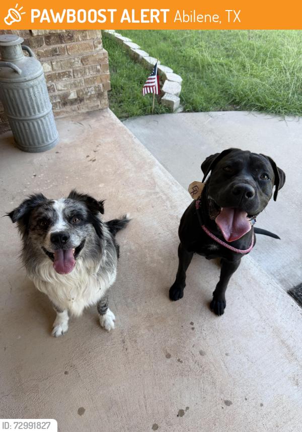 Found/Stray Unknown Dog last seen Kensington , Abilene, TX 79605