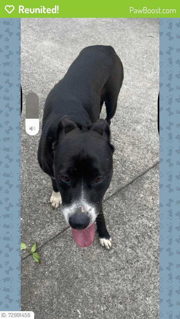 Reunited Female Dog last seen Musket/Flintlock , Hickory, NC 28601